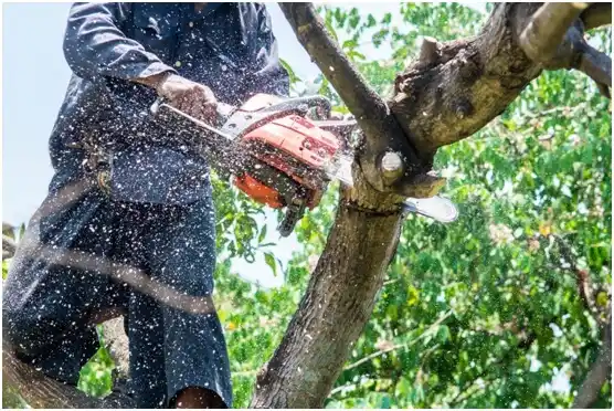 tree services Point Pleasant